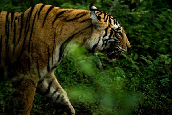 golden-triangle-tour-with-ranthambore